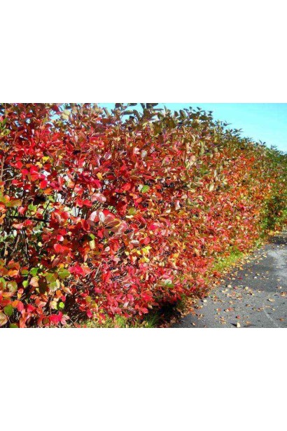 Горобина чорноплідна Хугін – гарний декоративний кущ